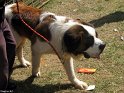 Mannuthy-Thrissur-Dog-Show-2011 (46)